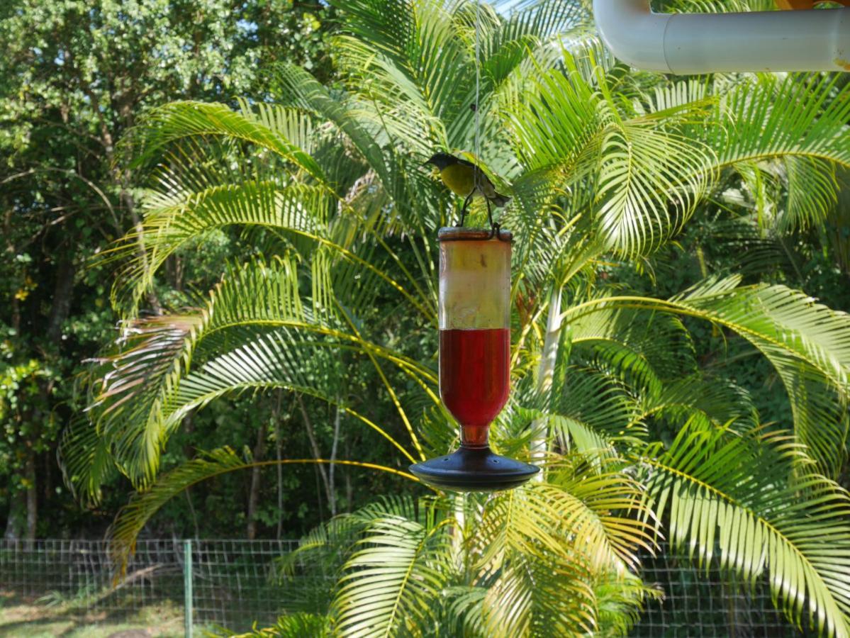 La Joupa Case Anthurium Sainte-Rose Exterior foto